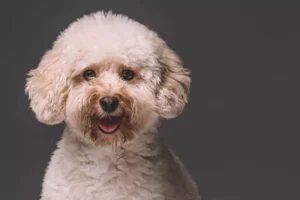 Poodle