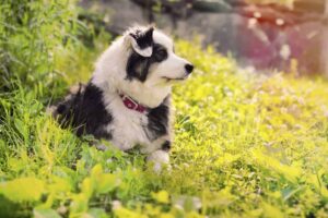 Australian Shepherd